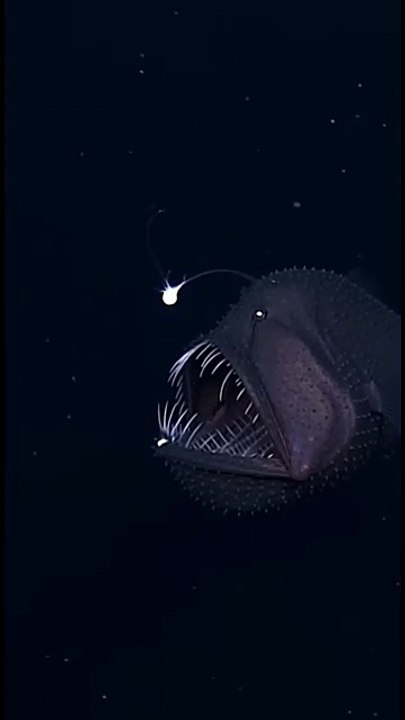 No one dare fo catch this monster