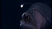 No one dare fo catch this monster
