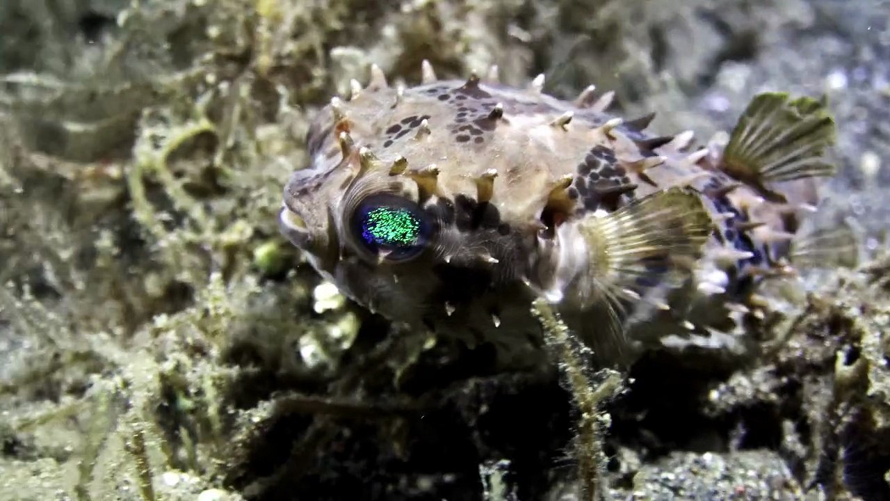 Pupper fish can kill instantly