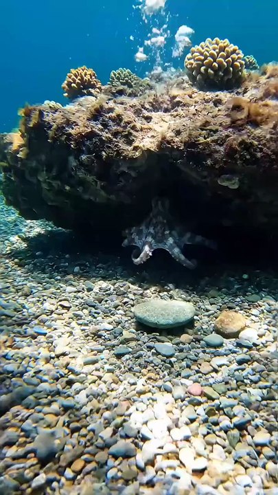 Who knows 🦑 🐙 🐙 🐙 🐙 can file up a stone