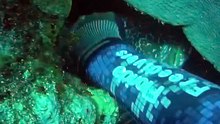 Giant grouper  can't escape