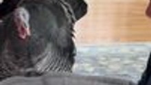 Turkey Reacts to Dad Lounging in Her Favorite Spot