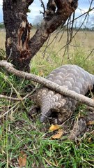 Pangolin checks the coast with a quick tongue flick — survival in action. #wildlife