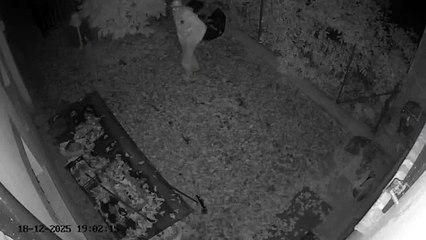 Furti ad Aguscello, le immagini dei ladri dalle telecamere