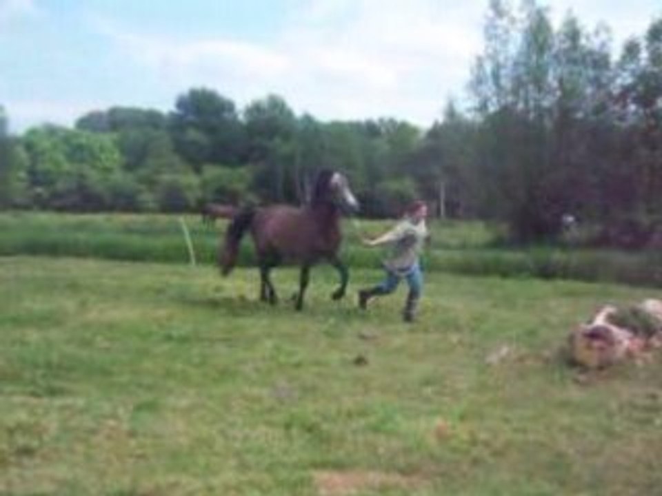 So du tronc champ
