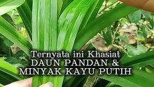 Khasiat Daun pandan + minyak kayu putih