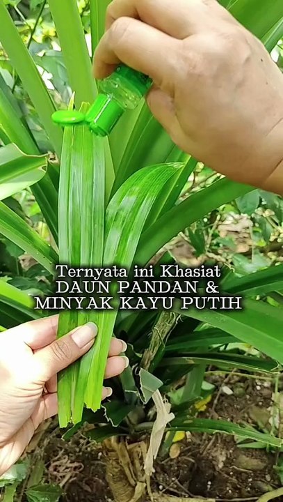 Benefits of pandan leaves + eucalyptus oil #viral #videoshort #creation