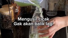 Lizard repellent potion #viral #videoshort #kreatif