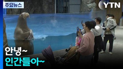 바다코끼리·인어공주까지...대형 실내 수족관 '북적' / YTN