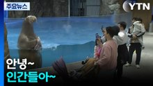 바다코끼리·인어공주까지...대형 실내 수족관 '북적' / YTN