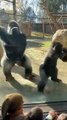 Two Gorillas’ Crazy Dance Performance at the Zoo 🦍💃  Crowd Goes Wild!