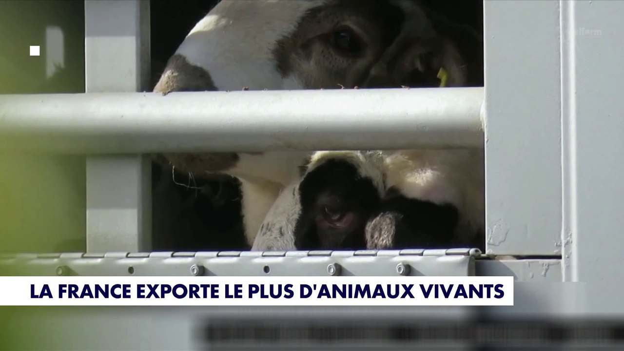 La France exporte le plus d'animaux vivants