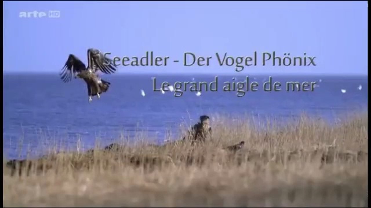 Le grand aigle de mer