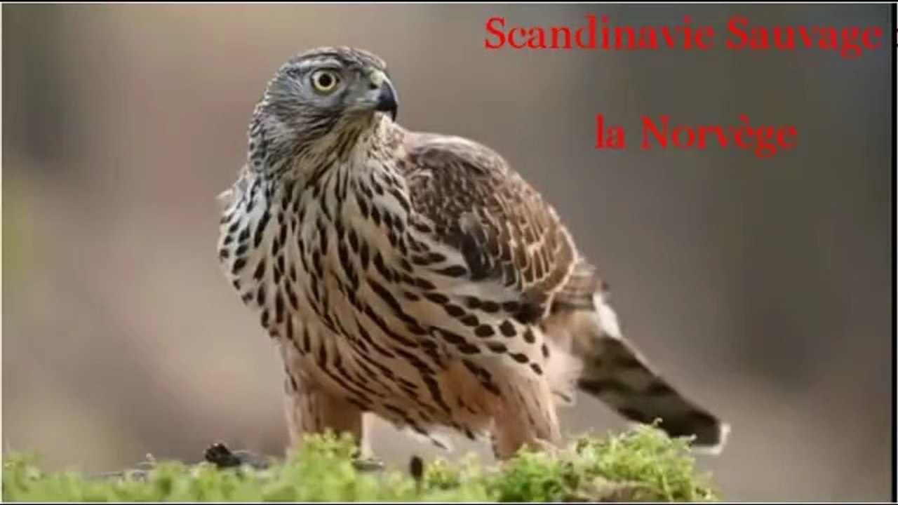 Scandinavie sauvage - la Norvège - 2