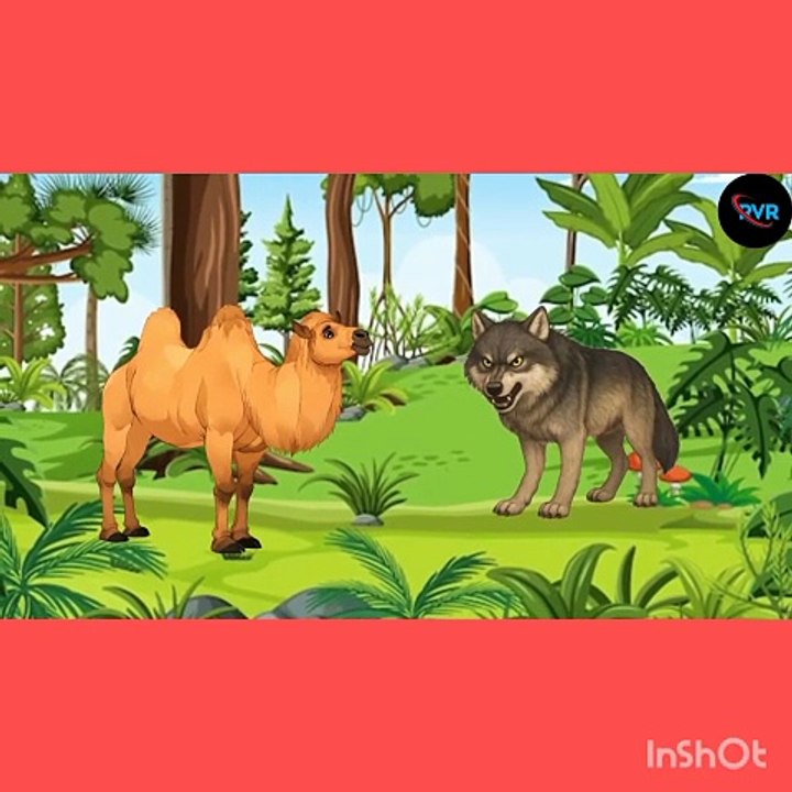 animals video