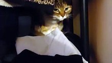 Secret Hideout Of My Cat :) #cat #funnycats #viralcats #funny