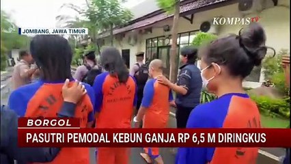 Polisi Tangkap Pasutri Pemodal Kebun Ganja di Jombang | BORGOL
