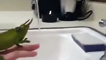 Chameleon fascinated by tap water