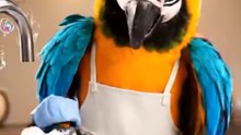 Parrot washing dishes 😁