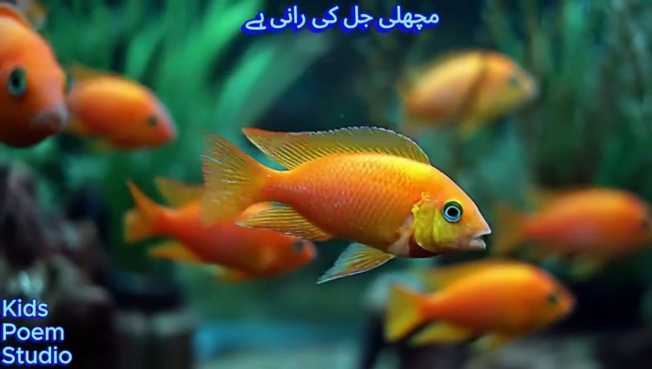 مچھلی جل کی رانی ہے