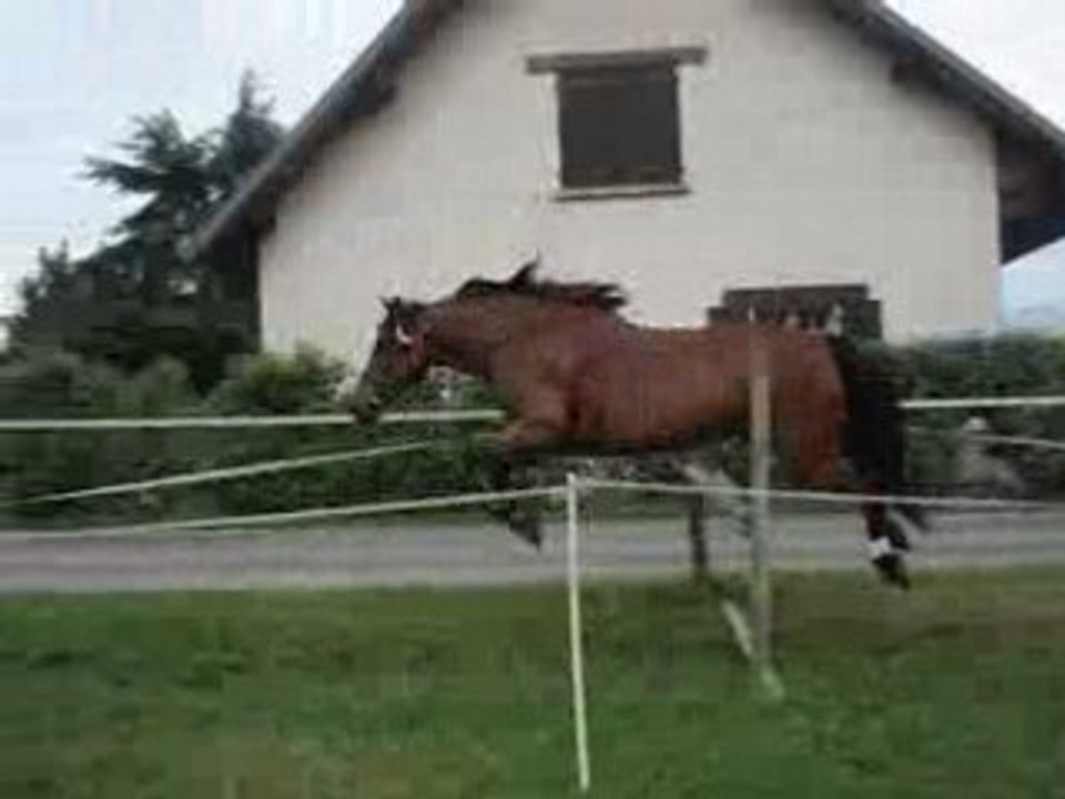 Cambell à l'obstacle