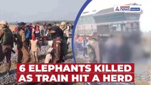 6 Elephants Killed After Collision With DN Sairang–New Delhi Rajdhani Express in Assam