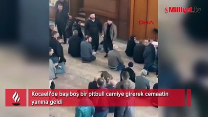 Cuma namazında korku dolu anlar! Pitbull cemaatin ortasına daldı