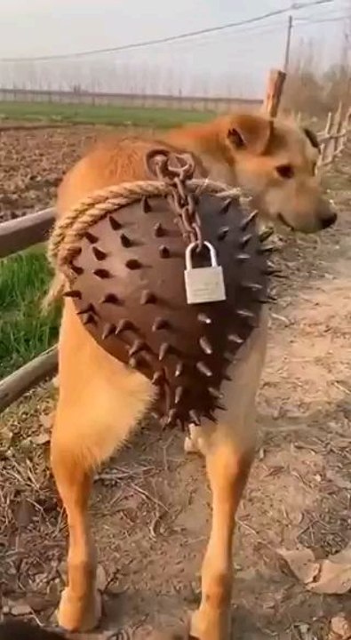Security Level: 100/100 🛡️🐕Kuch zyada hi hifazat nahi ho gayi? 🤔....#FunnyDogs #ViralVideo #DesiJugaad #SecurityLevel100 #DogMemes