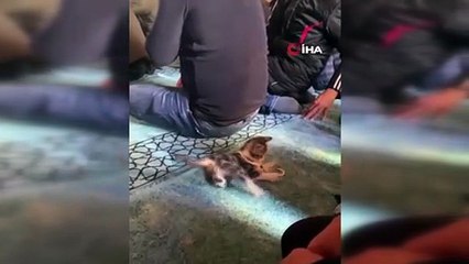 Gülümseten görüntüler: Yavru kedi camide vaaz sırasında cemaatle ve tesbihle oynadı
