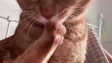 Cat biting it's own nails. Funny Cats Movements For Cat lovers. Must Watch