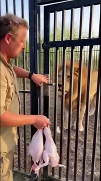 He fed the lion… then THIS happened! 😱