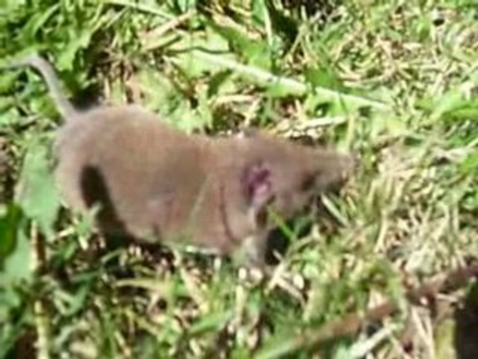 La Souris