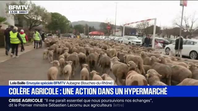 Crise agricole: des centaines de moutons lâchés sur le parking d'un hypermarché à Aubagne