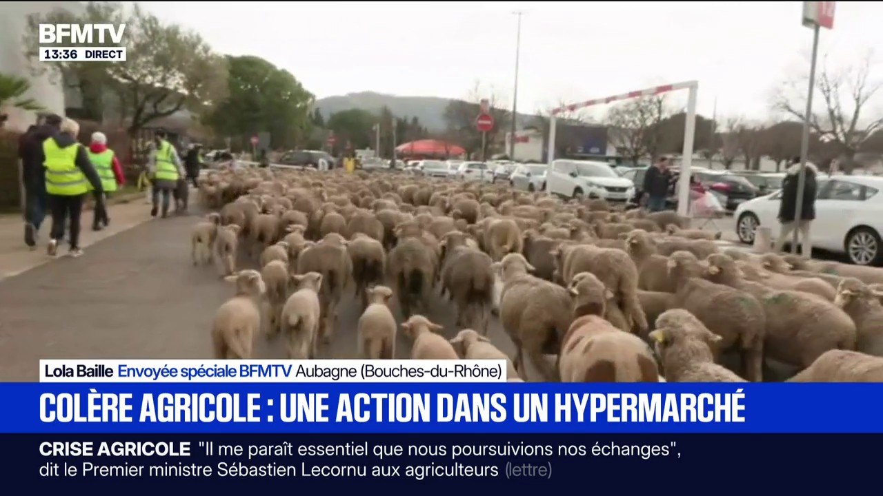 Crise agricole: des centaines de moutons lâchés sur le parking d'un hypermarché à Aubagne