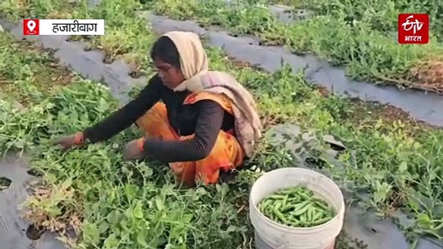 विदेश की नौकरी छोड़ खेती में गढ़ रहे भविष्य, जानें कौन हैं हजारीबाग के इंजीनियर किसान