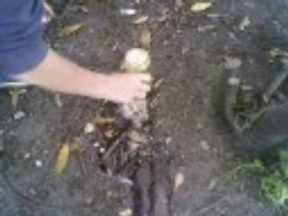 Jeudi, Greve, Mentos & coca ^^