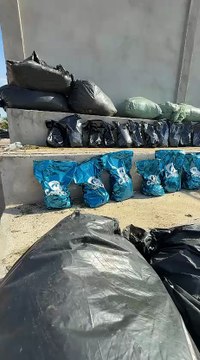 PM apreende 400 mil pés de maconha e 4,5 toneladas da droga em operação no interior da Bahia