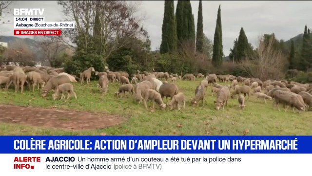 Colère agricole: l'émotion de cette auxiliaire vétérinaire devant l'abattage d'animaux à cause de la dermatose nodulaire bovine