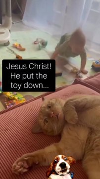 Cats vs Babie.Funny Cats Movements For Cat lovers. Must Watch