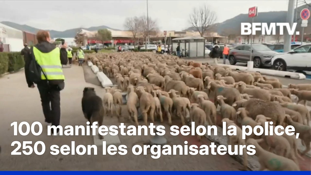 Colère agricole: des centaines de moutons lâchés sur le parking d'un supermarché à Aubagne