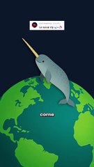Pourquoi le narval n'est pas une licorne ? #narval #dent #animaux #nature #humour