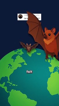 Une chauve souris de la taille d'un renard ! #chauvesouris #renard #animaux #nature #humour