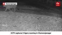 CCTV Captures 5 Tigers Roaming In Karnataka's Chamarajanagar