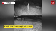 कर्नाटक: रिहायशी इलाके में घूमते दिखे 5 टाइगर, लोगों में दहशत