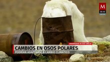 Estudio sugiere adaptación genética de osos polares al cambio climático