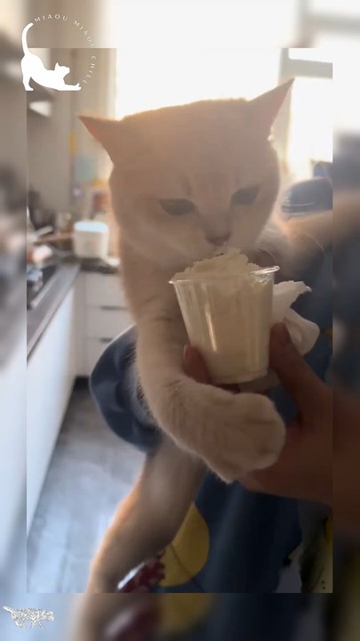 Sound ON 🔊: A Gremlin eating cream !