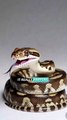 This Snake Accidentally Ate Itself (True Story)