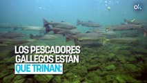 Los pescadores gallegos están que trinan: un sistema de infrarrojos confirma la ausencia de salmones en el río