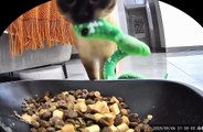 Cat tries to make its green snake toy eat from the bowl