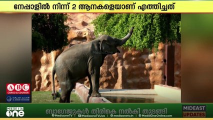 ഖത്തറിലെ അൽ ഖോർ പാർക്കിൽ നേപ്പാളിൽ നിന്ന് രണ്ട് ആനകളെത്തി